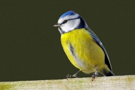 Oiseaux