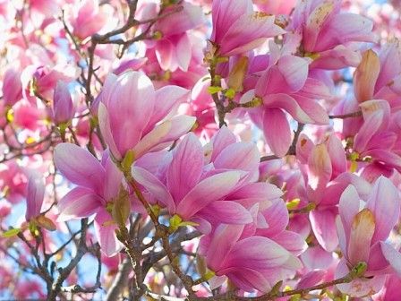 belles fleurs diverses